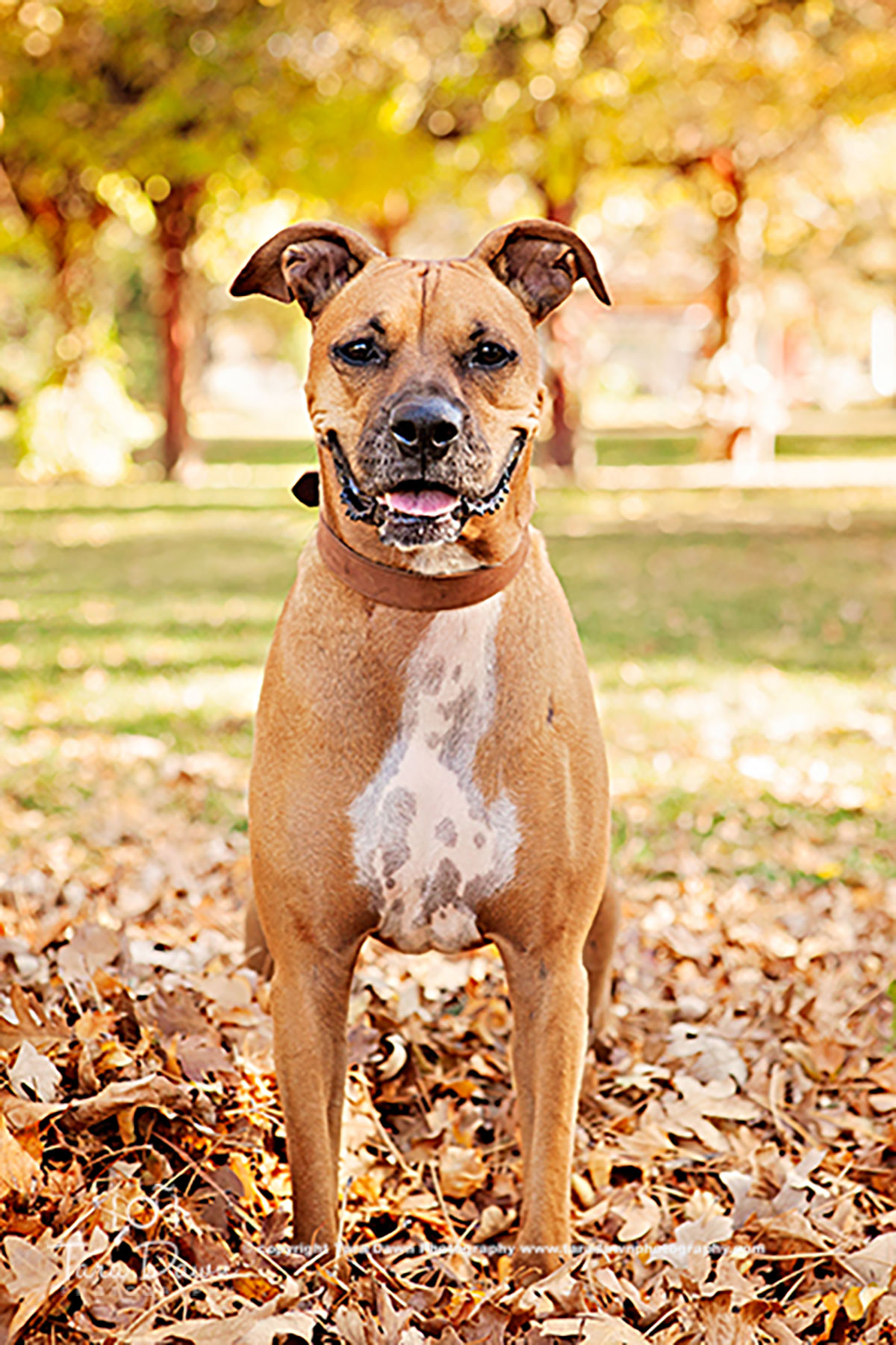 Pet Portraits – Tara Dawn Photography | colorado's premier portrait ...